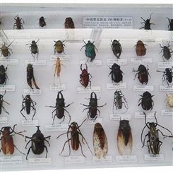 昆虫标本_远航_观察用昆虫标本_定制直销