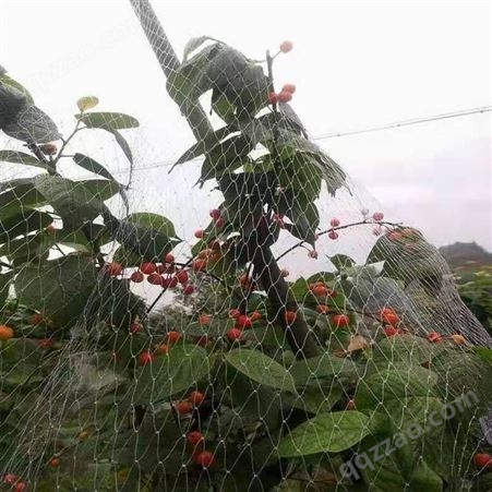 果园防鸟网 户外养殖网 水果树苹果葡萄保护网 支持定制
