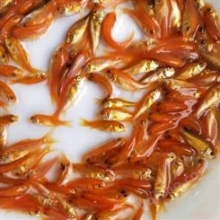 金丝鲤鱼鱼苗批量供应 国红鲤鱼苗 淡水鱼苗基地低价供应